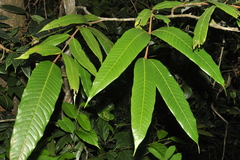 Nothopegia aureofulva